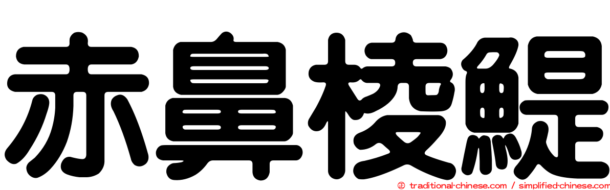赤鼻棱鯷