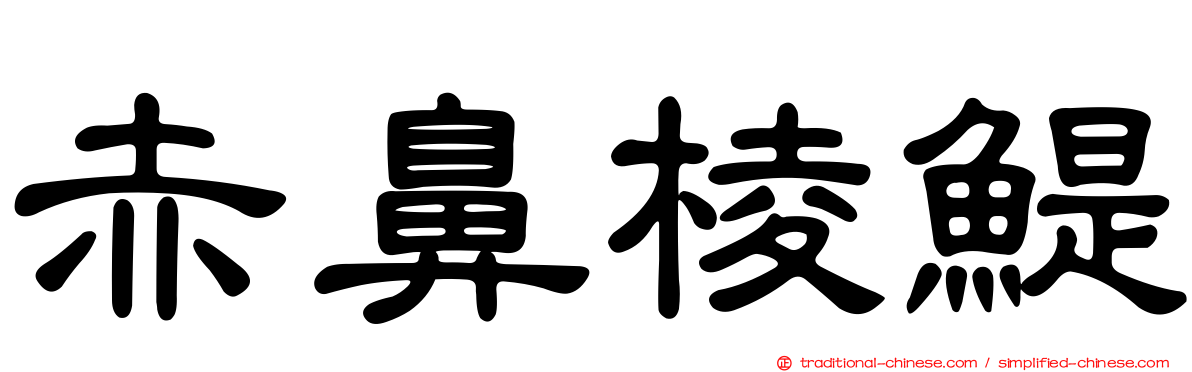 赤鼻棱鯷
