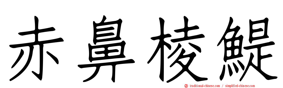 赤鼻棱鯷