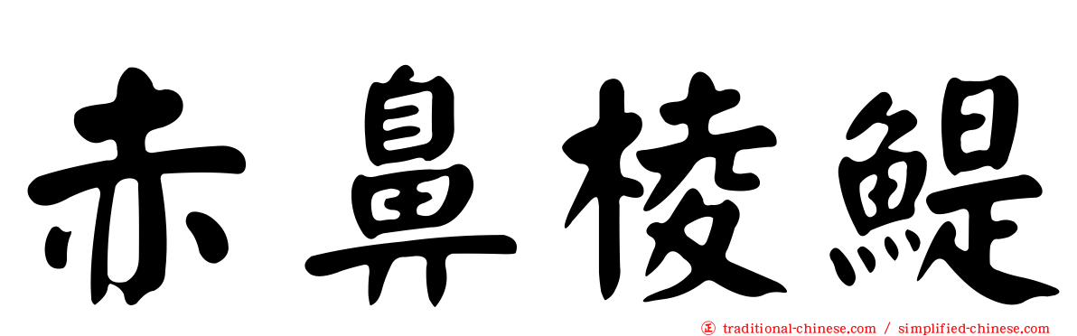 赤鼻棱鯷