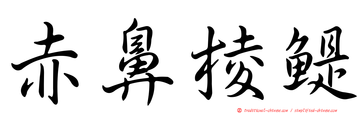 赤鼻棱鯷