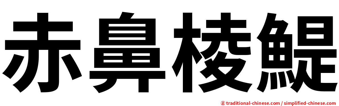 赤鼻棱鯷