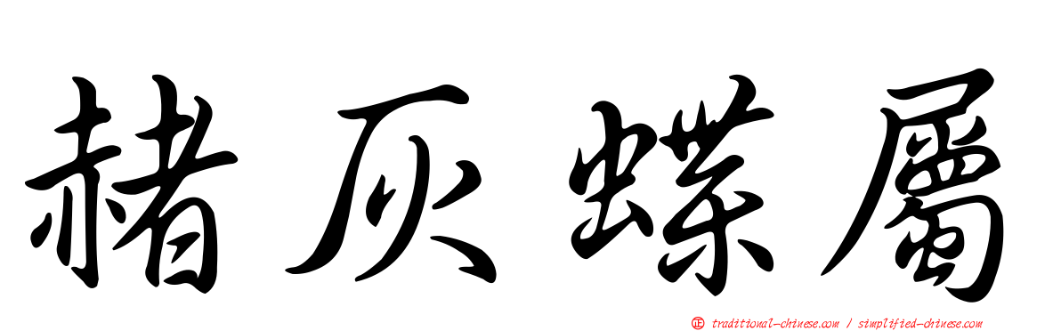 赭灰蝶屬