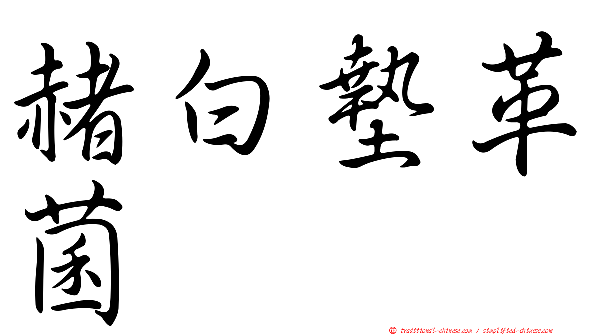 赭白墊革菌