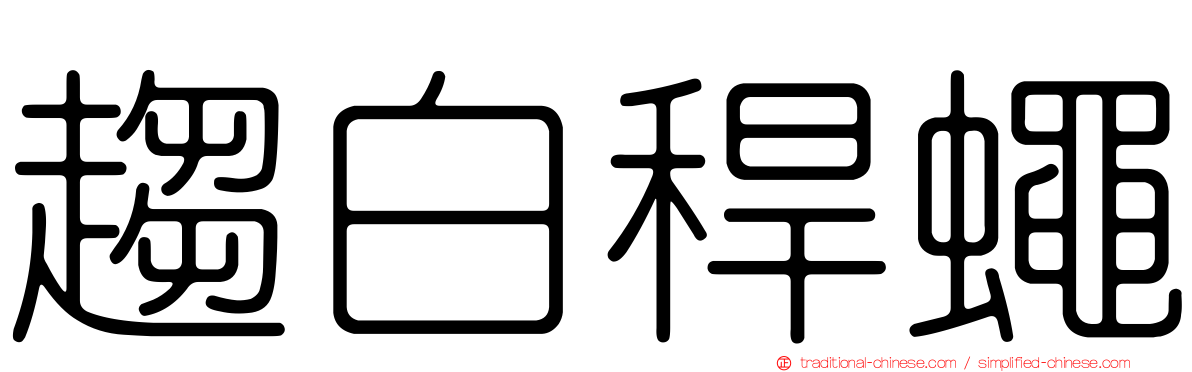 趨白稈蠅
