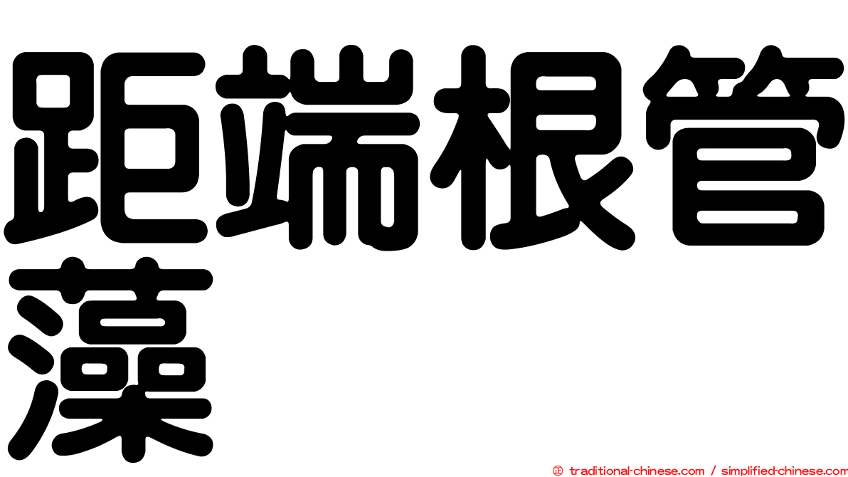 距端根管藻