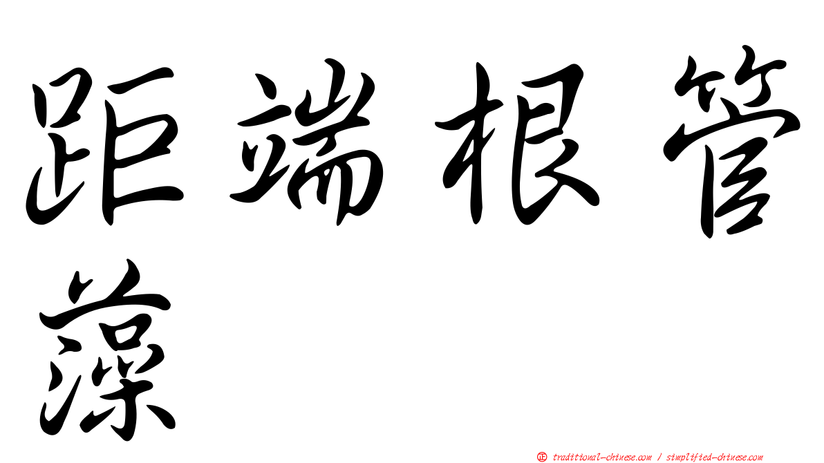 距端根管藻