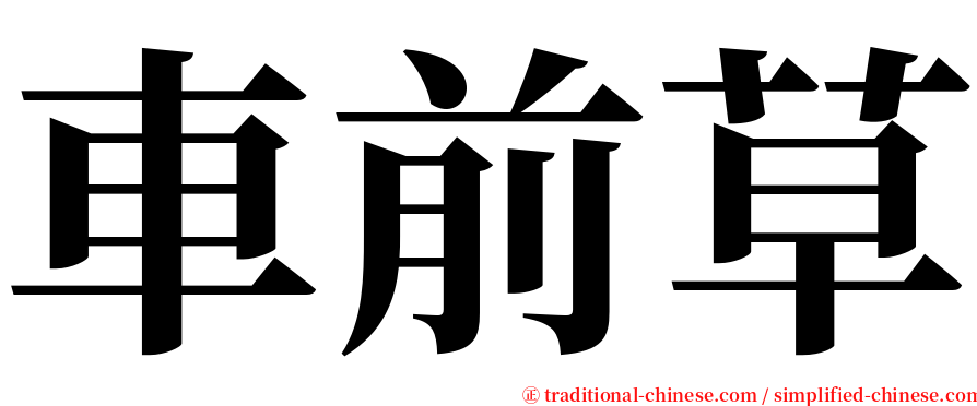 車前草 serif font