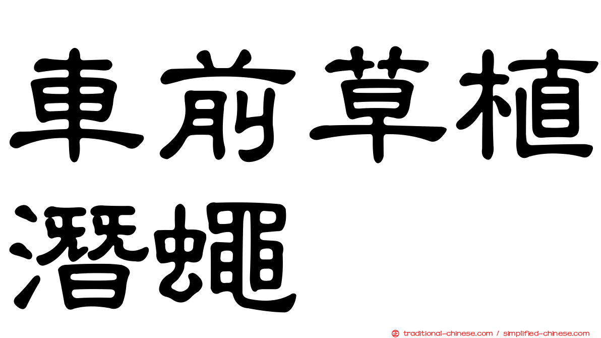車前草植潛蠅