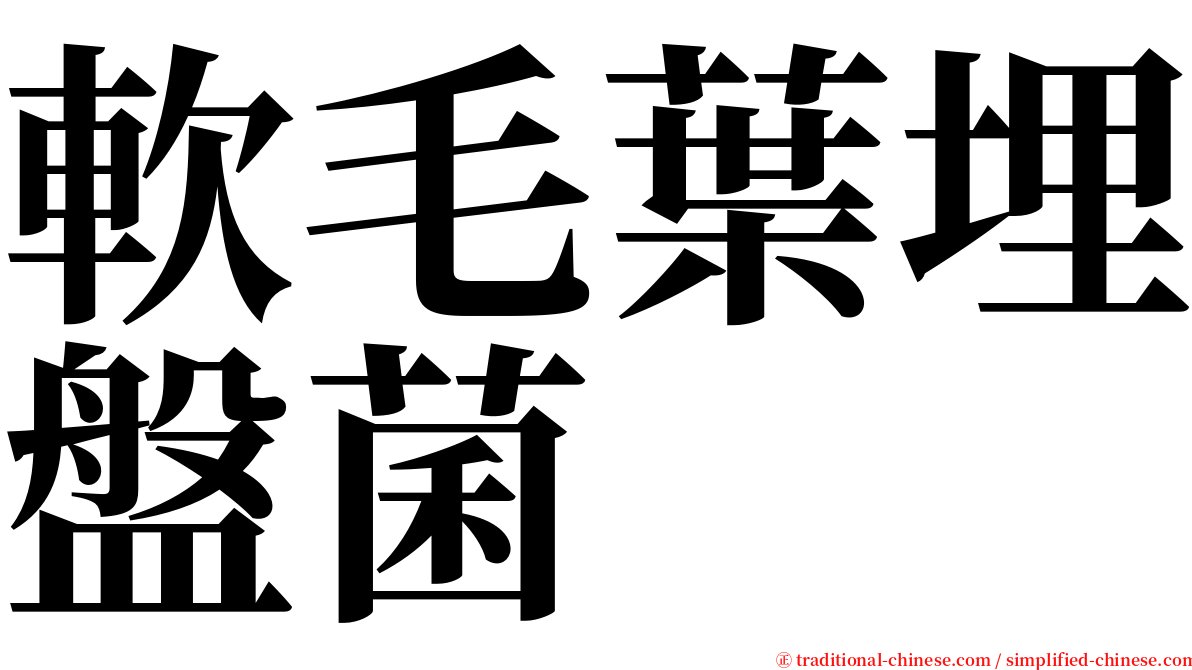 軟毛葉埋盤菌 serif font
