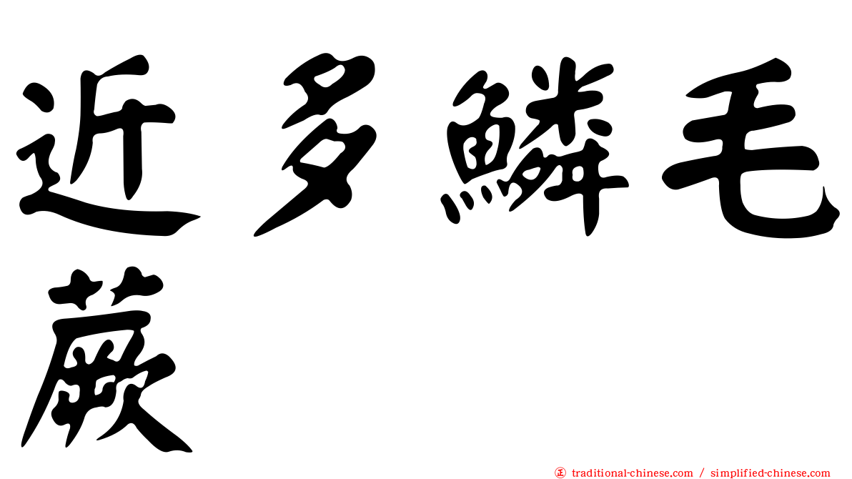 近多鱗毛蕨
