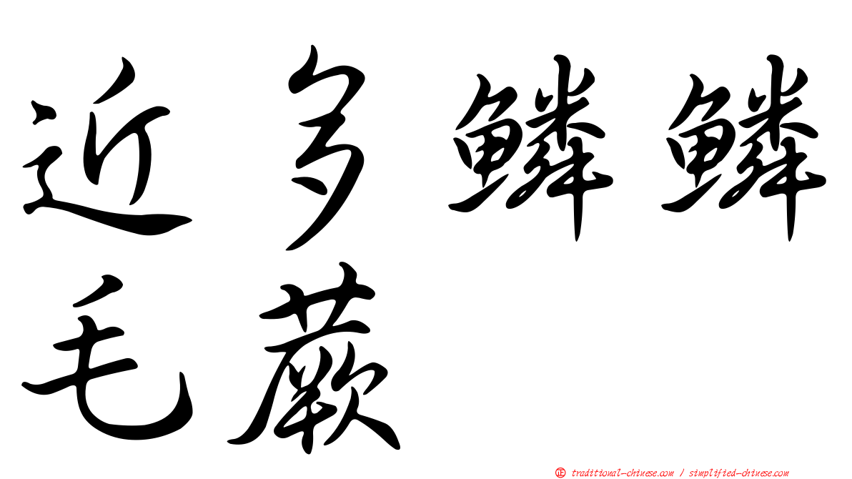 近多鱗鱗毛蕨