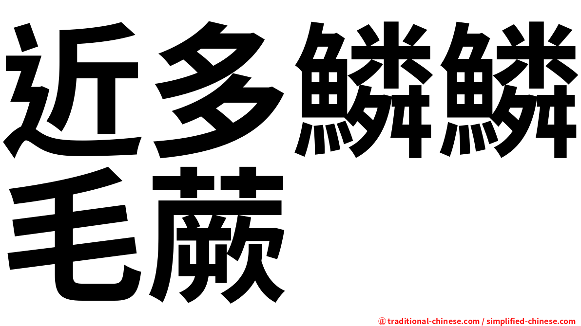 近多鱗鱗毛蕨