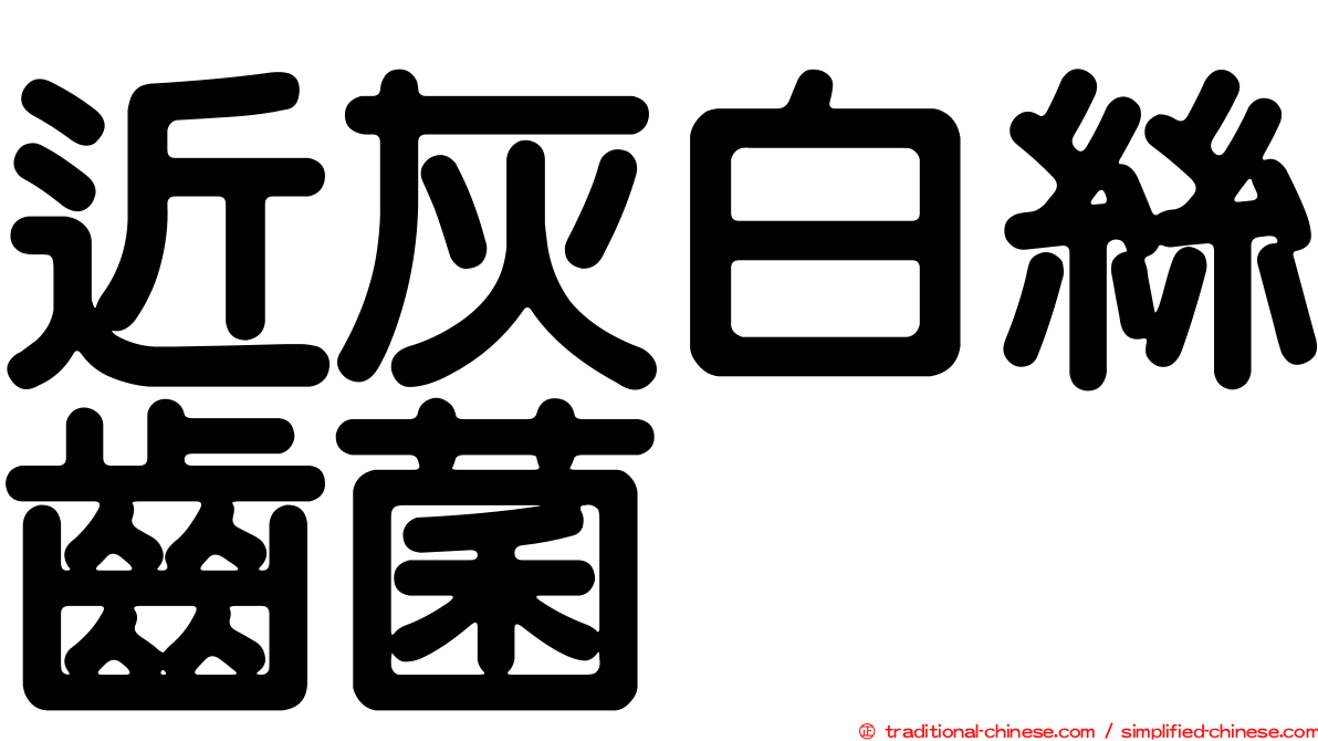 近灰白絲齒菌