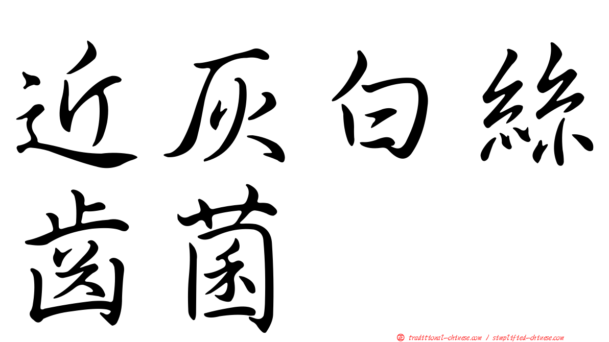 近灰白絲齒菌