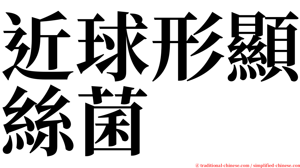 近球形顯絲菌 serif font