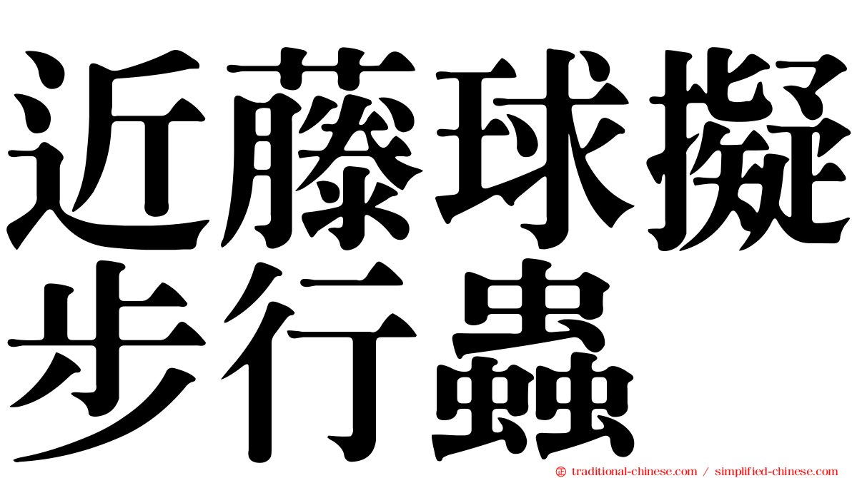 近藤球擬步行蟲