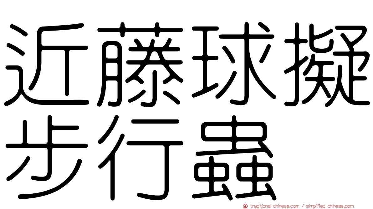 近藤球擬步行蟲