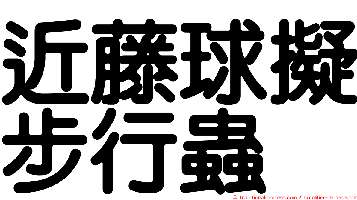 近藤球擬步行蟲