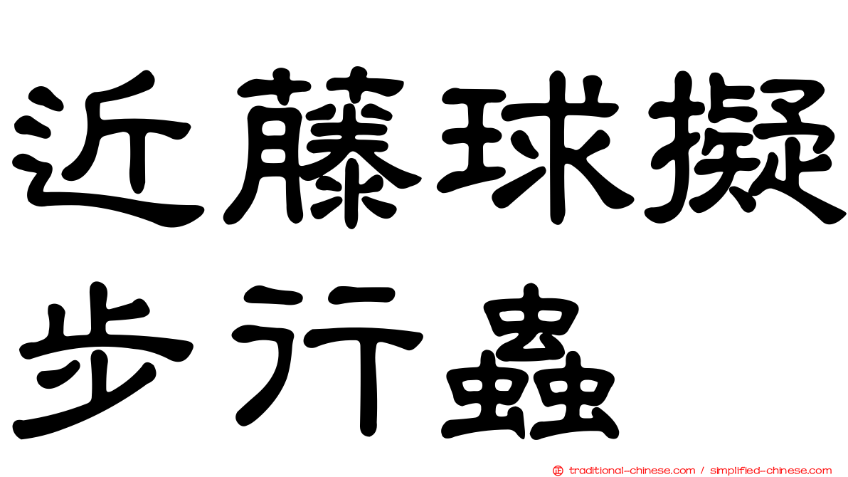 近藤球擬步行蟲