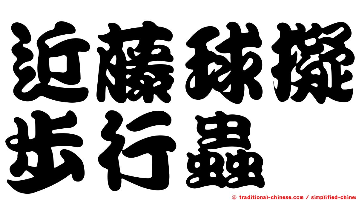 近藤球擬步行蟲