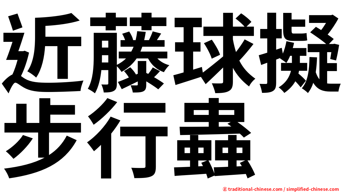 近藤球擬步行蟲
