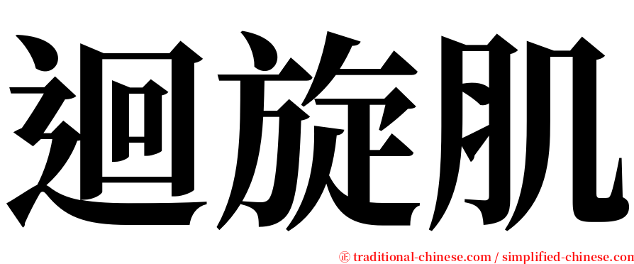 迴旋肌 serif font