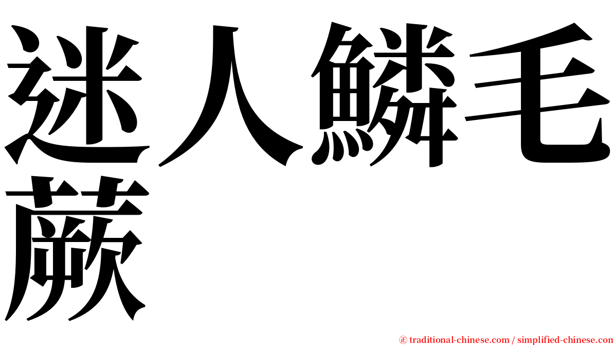 迷人鱗毛蕨 serif font