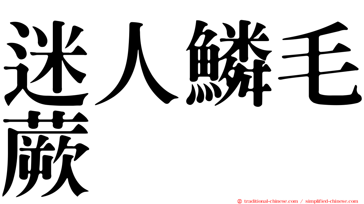 迷人鱗毛蕨