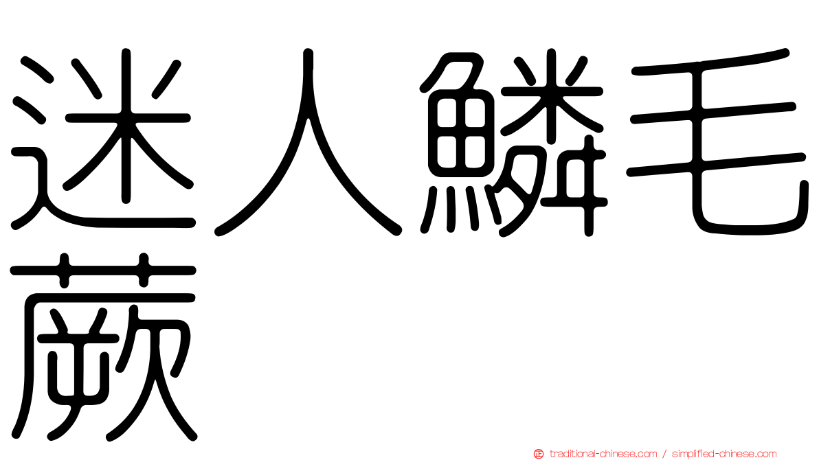 迷人鱗毛蕨