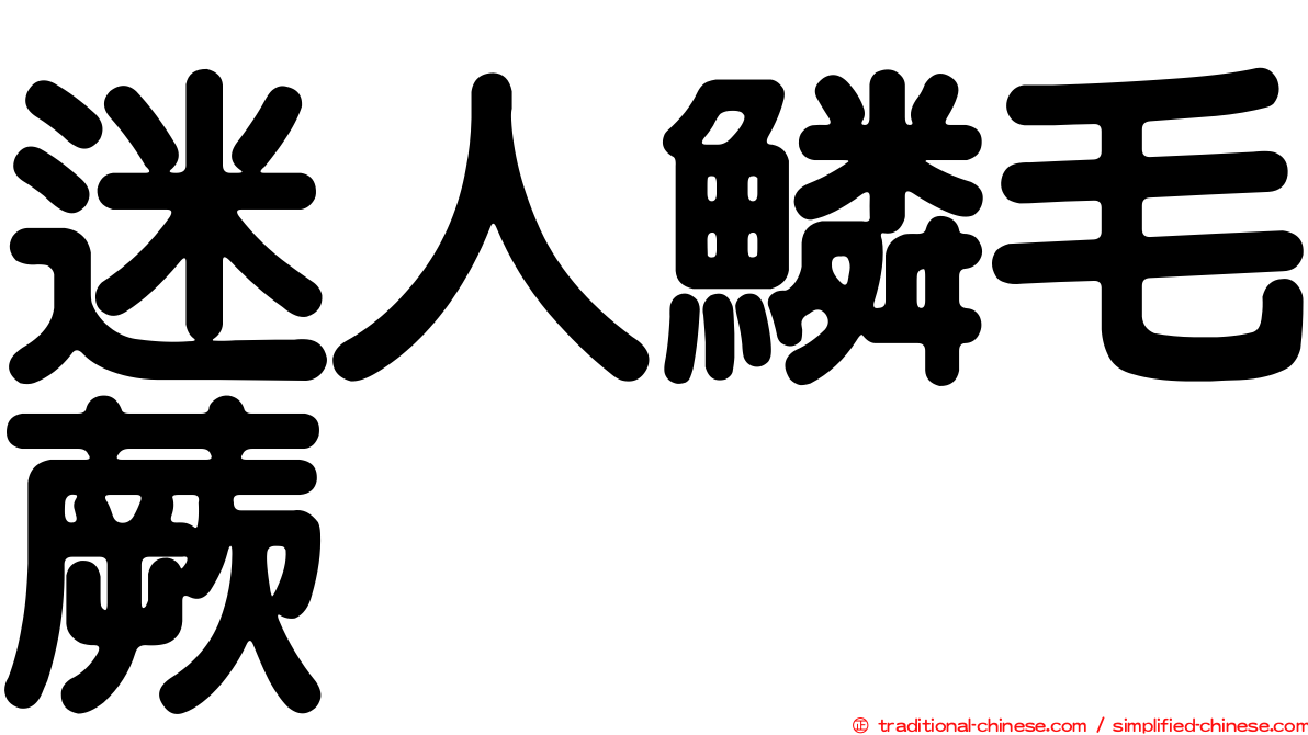 迷人鱗毛蕨