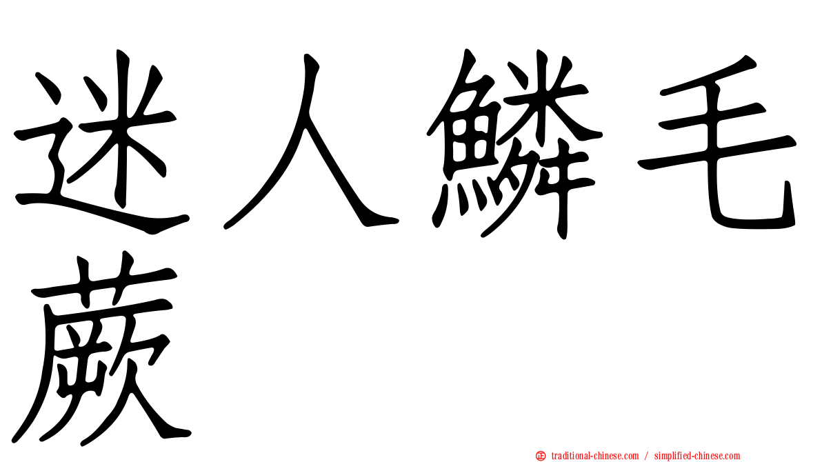 迷人鱗毛蕨