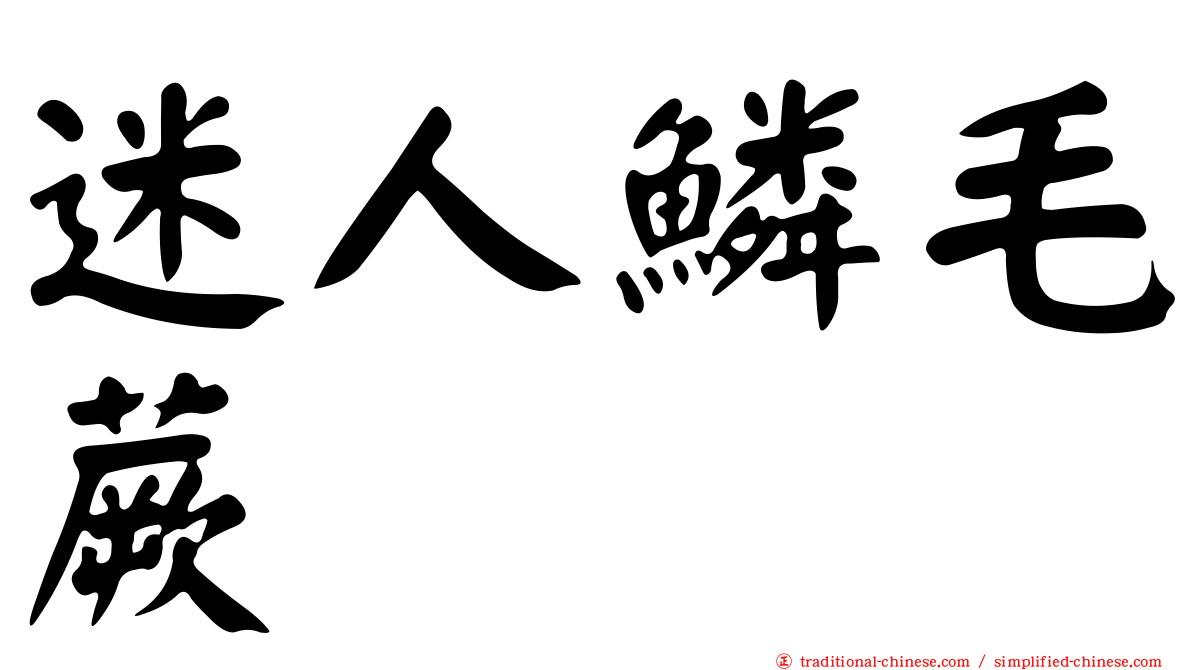迷人鱗毛蕨