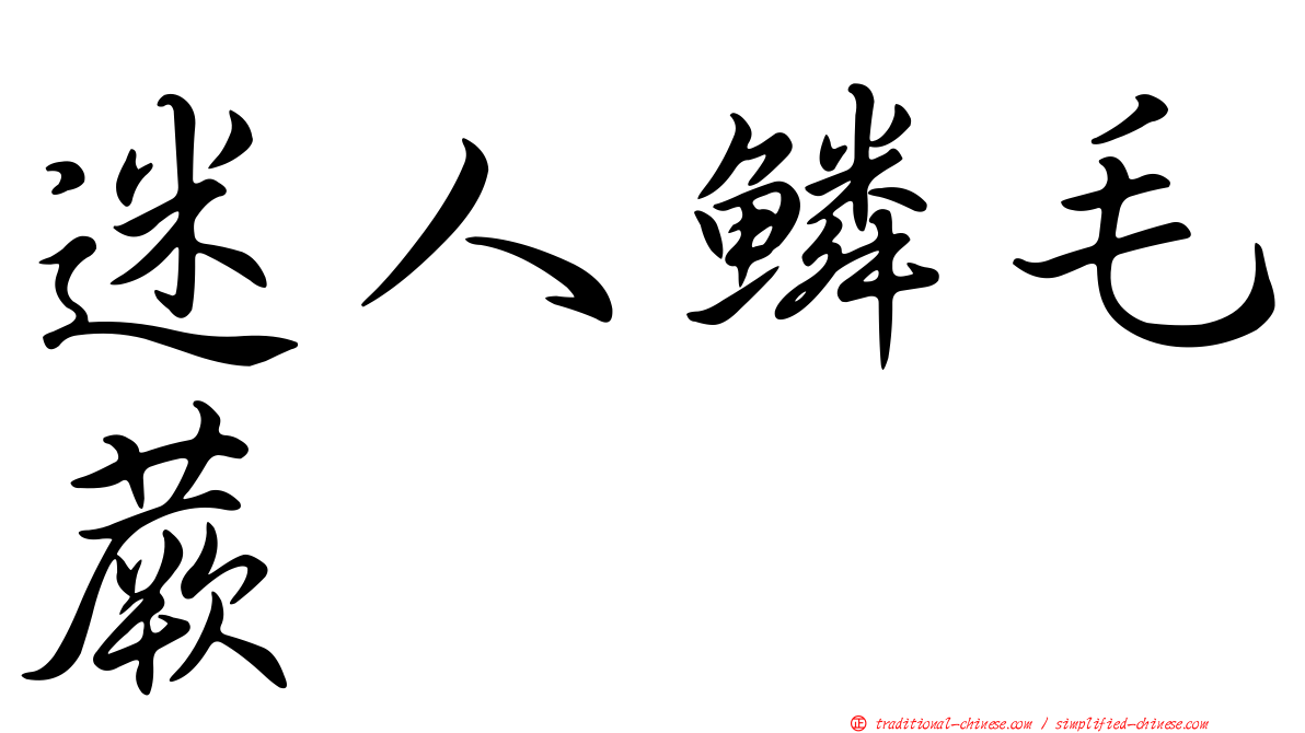 迷人鱗毛蕨