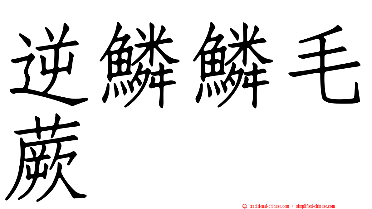 逆鱗鱗毛蕨