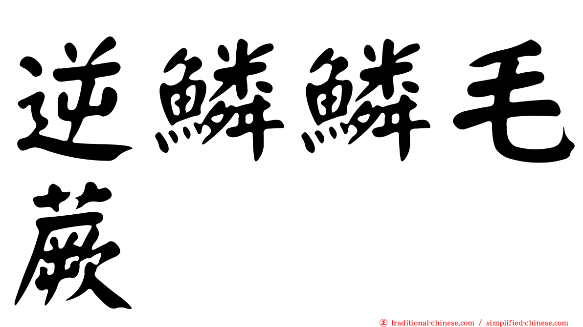 逆鱗鱗毛蕨