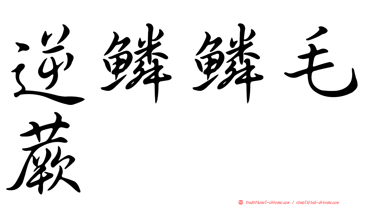 逆鱗鱗毛蕨