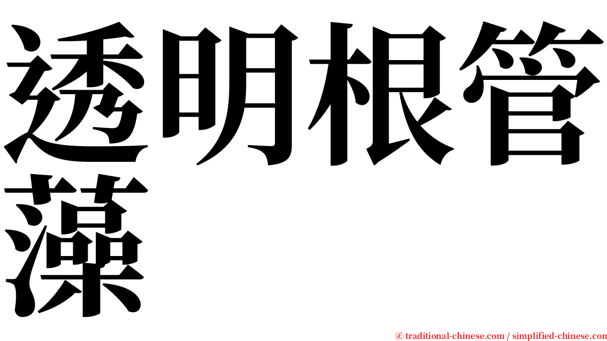 透明根管藻 serif font