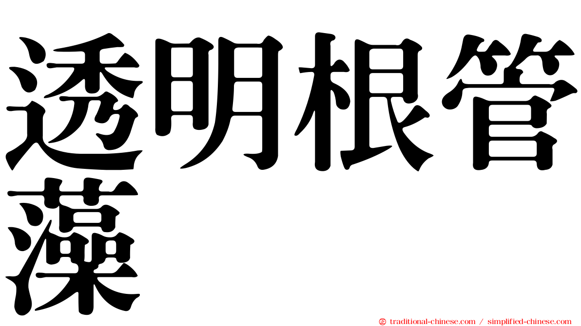 透明根管藻