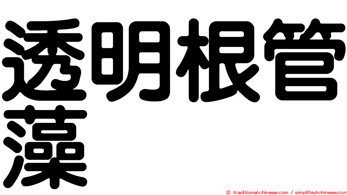 透明根管藻