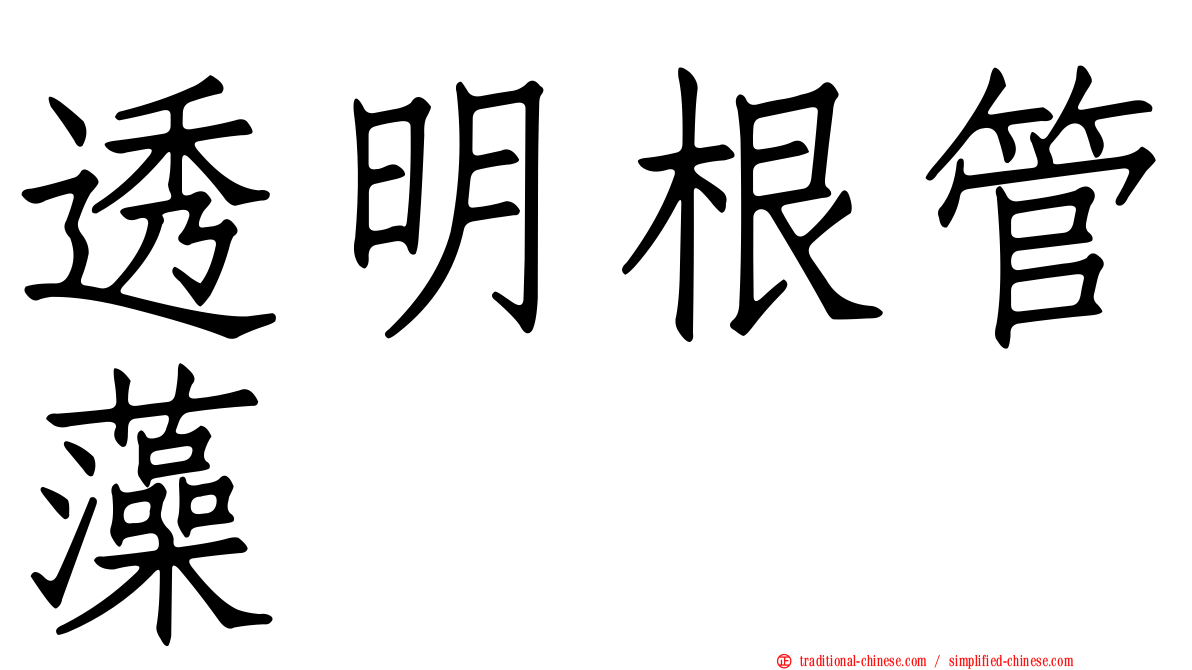 透明根管藻