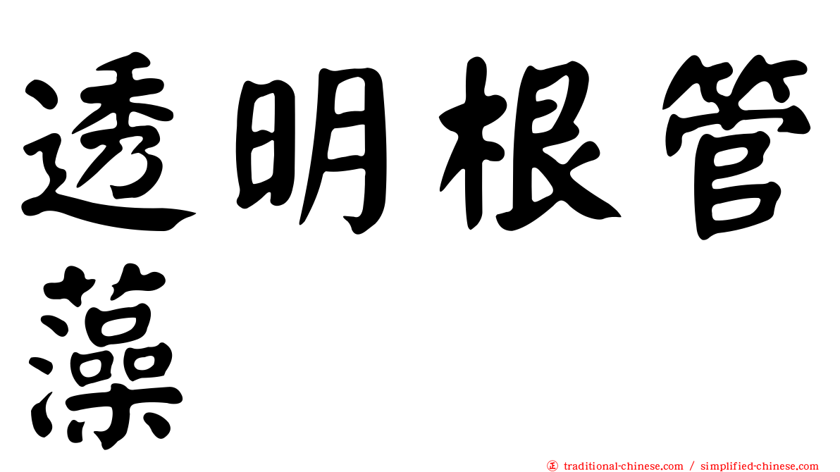透明根管藻
