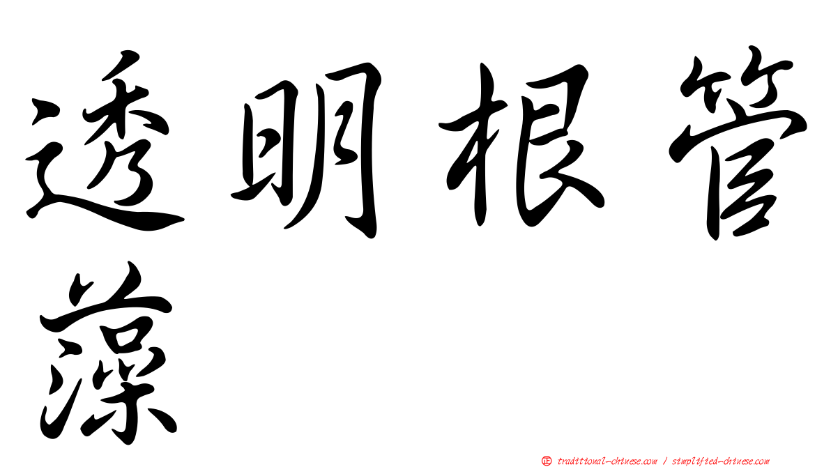 透明根管藻