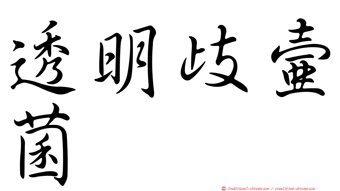 透明歧壺菌