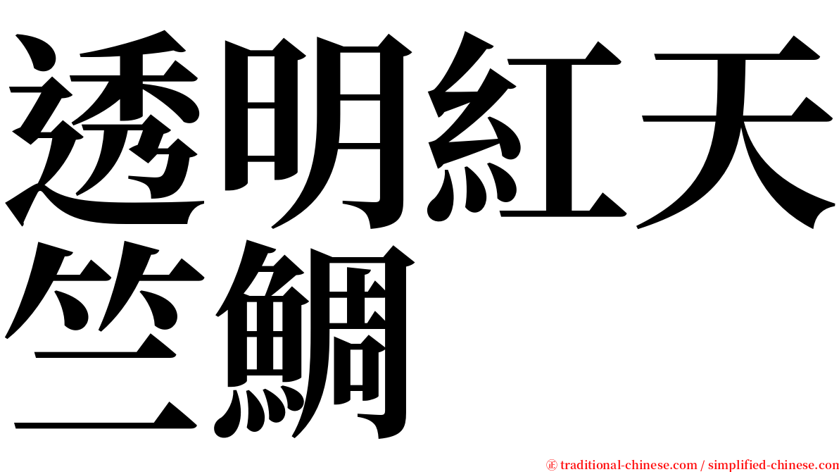 透明紅天竺鯛 serif font