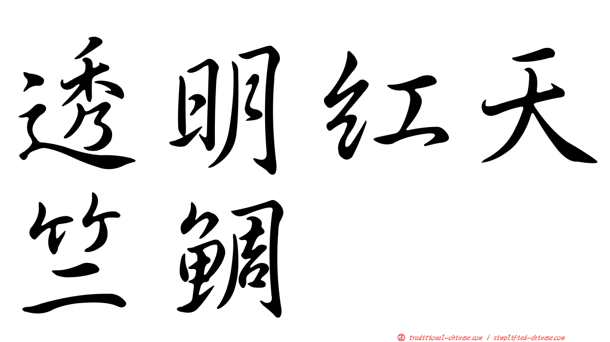 透明紅天竺鯛
