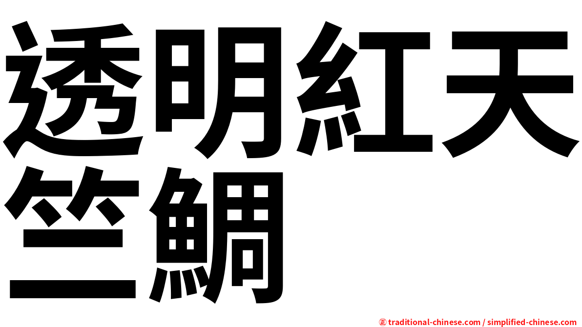 透明紅天竺鯛