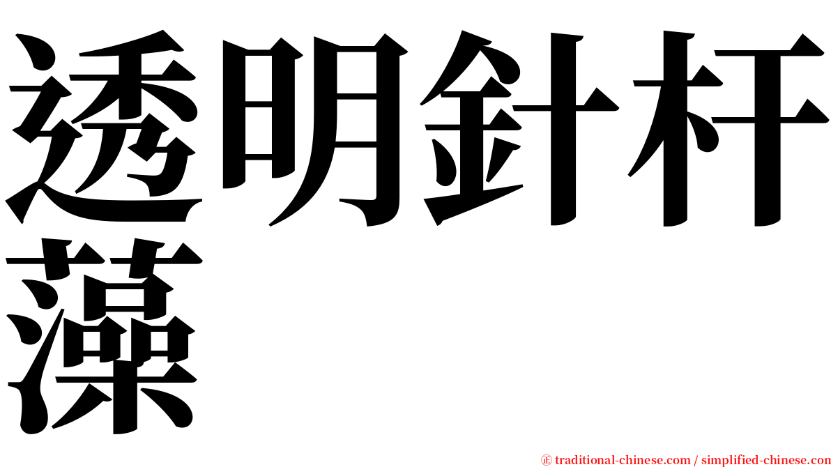 透明針杆藻 serif font