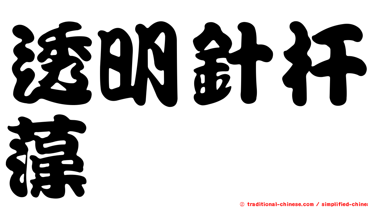 透明針杆藻