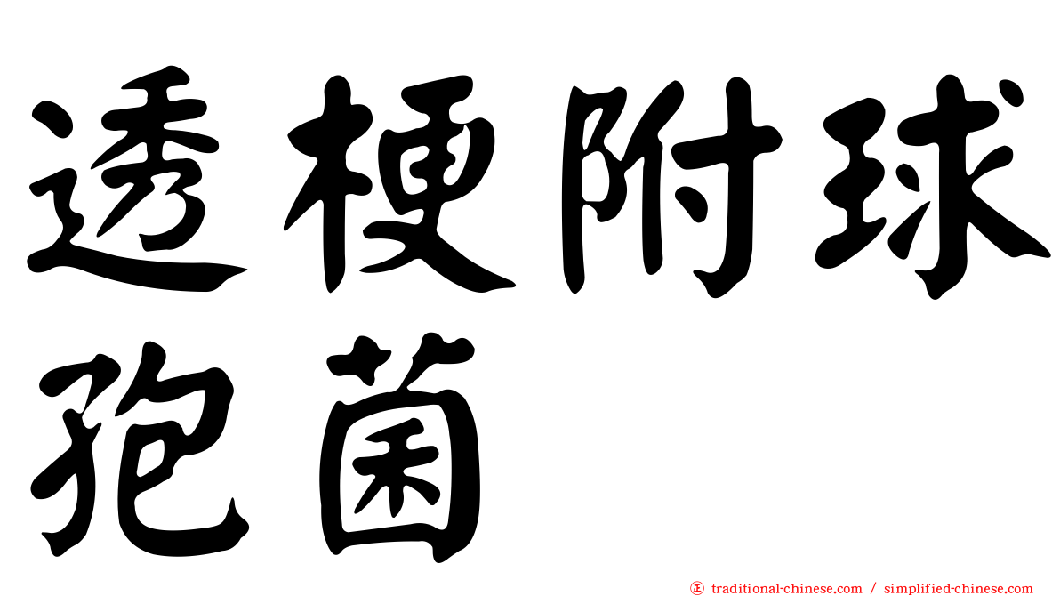 透梗附球孢菌
